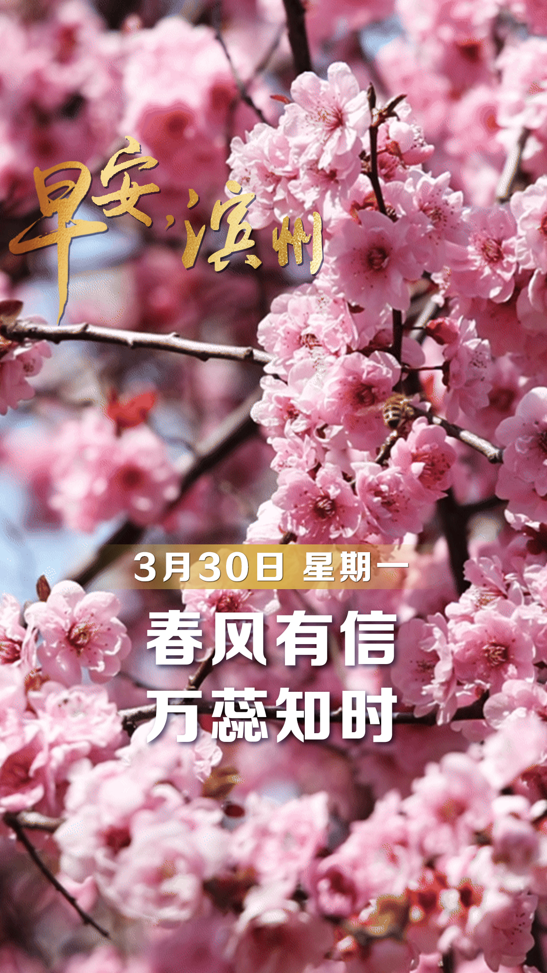 【早安】3月30日，周一，早安。春风有信，归燕知时。新的一周，愿你像破土的新芽，带着积蓄已久的力量，悄然而坚定地向上生长。