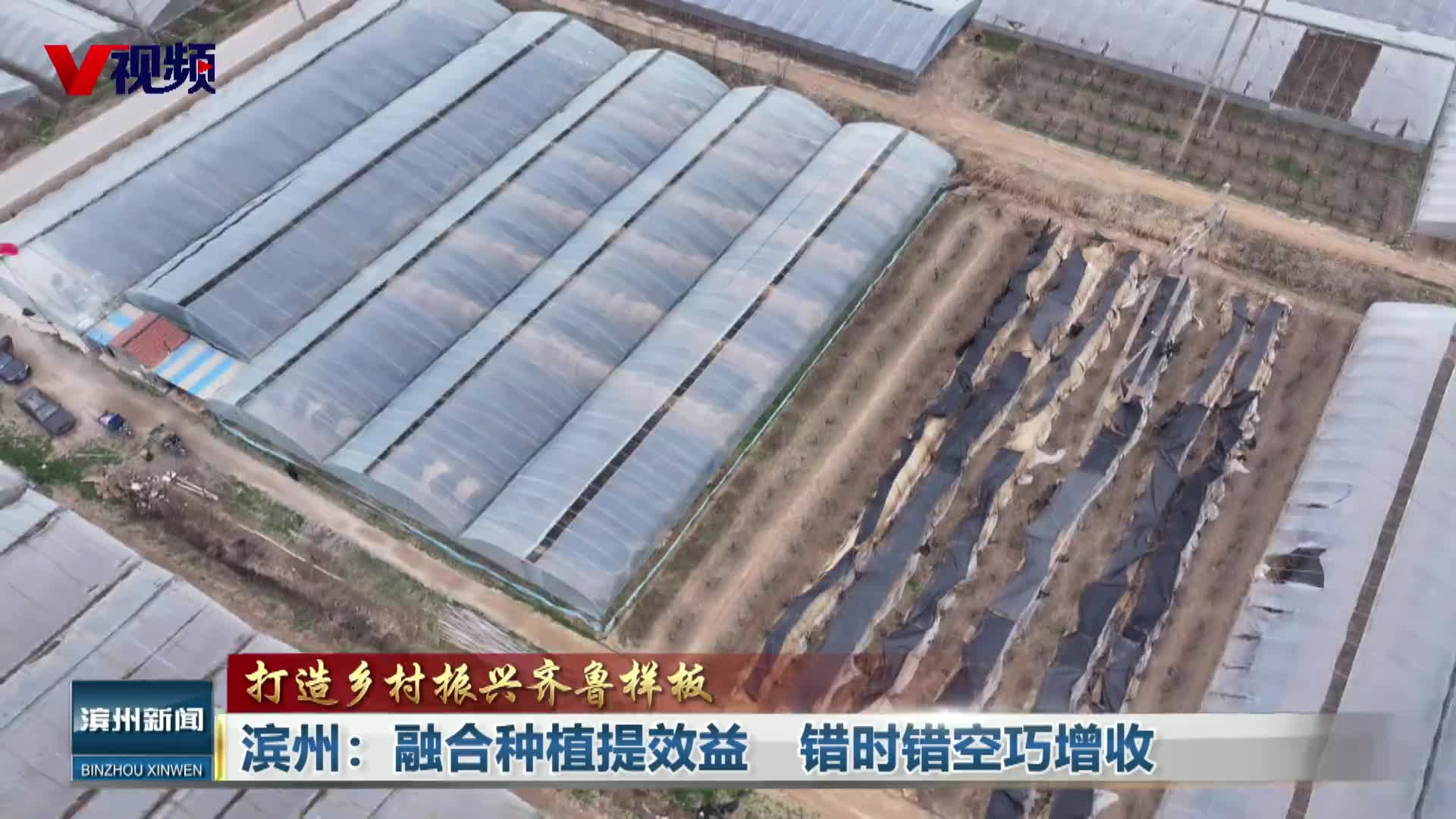 滨州：融合种植提效益  错时错空巧增收